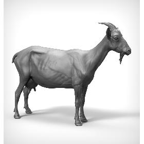 Goat Realistic model